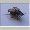 Aphodius prodromus - Hellrandiger Dungkaefer 02.jpg